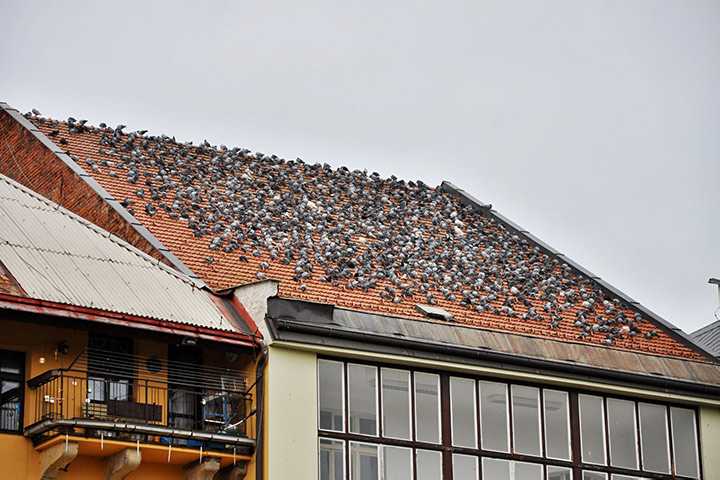 A2B Pest Control are able to install spikes to deter birds from roofs in South Elmsall. 