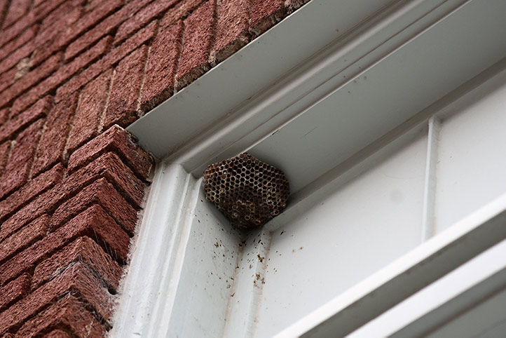 We provide a wasp nest removal service for domestic and commercial properties in South Elmsall.